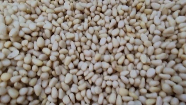 Ядро кедрового ореха смотреть онлайн