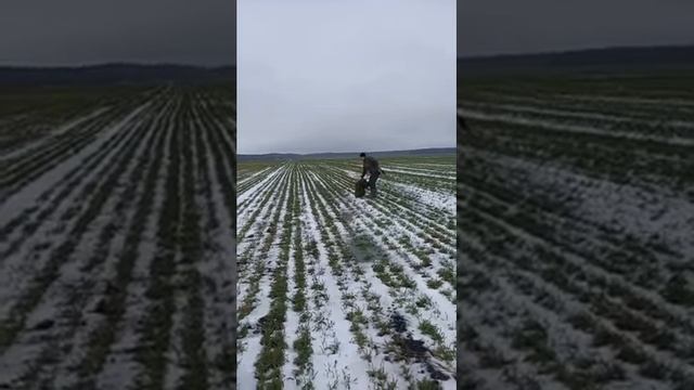 Натаска (нагонка) русской гончей (до 1 года) по зайцу ч1 смотреть онлайн