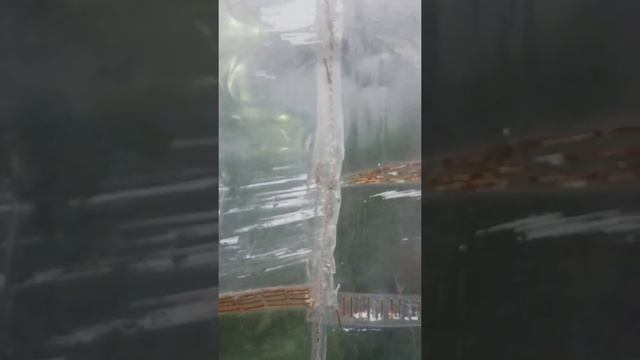 0 Теплица покрытие из Пэт уже 6 лет смотреть онлайн