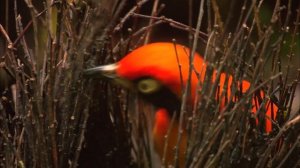 Райские птицы. Все части - Документальный фильм - Сборник
