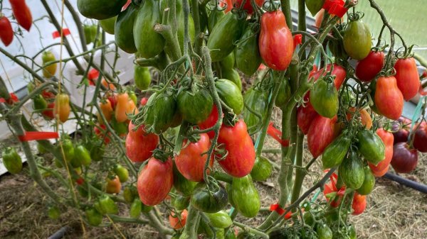 Уникальный сорт. Томатный гном Розовая пантера