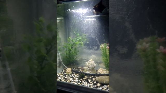 как не покупать дорогие замки и украшения для аквариума а своими руками из подручных средств за 20