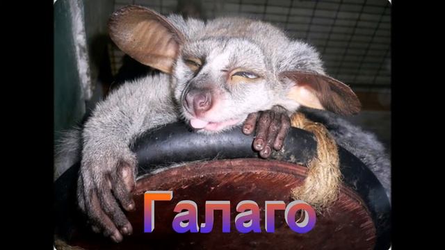 Странные животные. Часть 2 смотреть онлайн