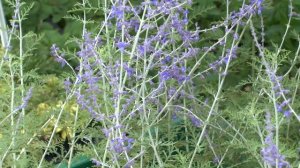 Perovskia Filigran - Sudárzsálya - tuja.hu