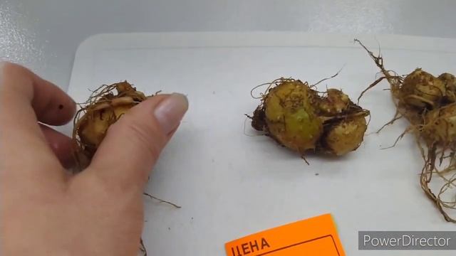 ГЛОКСИНИИ ОТЦВЕЛИ,КЛУБНИ ДОСТАЛА , УКОРЕНЕНИЕ ЛИСТЬЕВ. смотреть онлайн