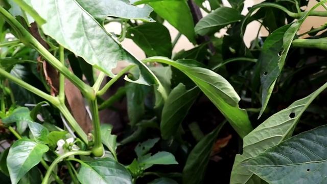 Мы на даче/Начали копать картошку/ смотреть онлайн