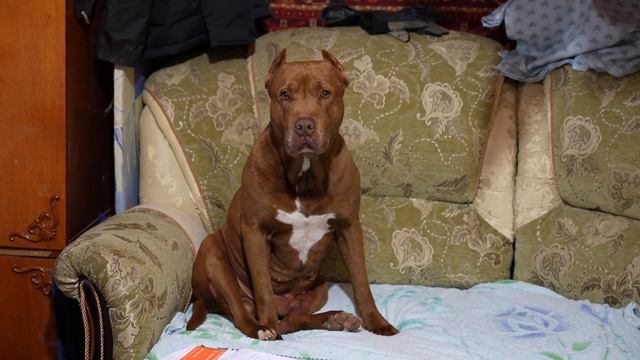 Pitbull Spike. Теперь Спайк живет со мной. Безмерная благодарность хозяину от питбуля. смотреть онлайн
