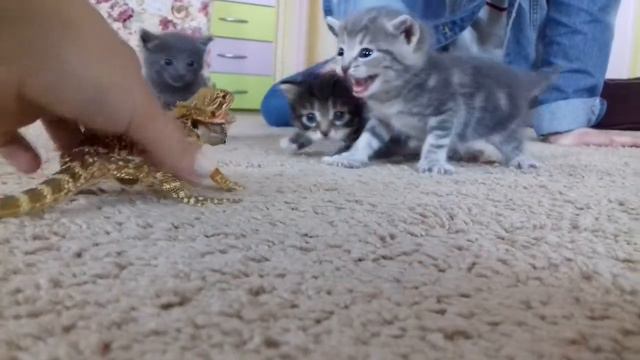 Реакция бородатой агамы на котят! смотреть онлайн