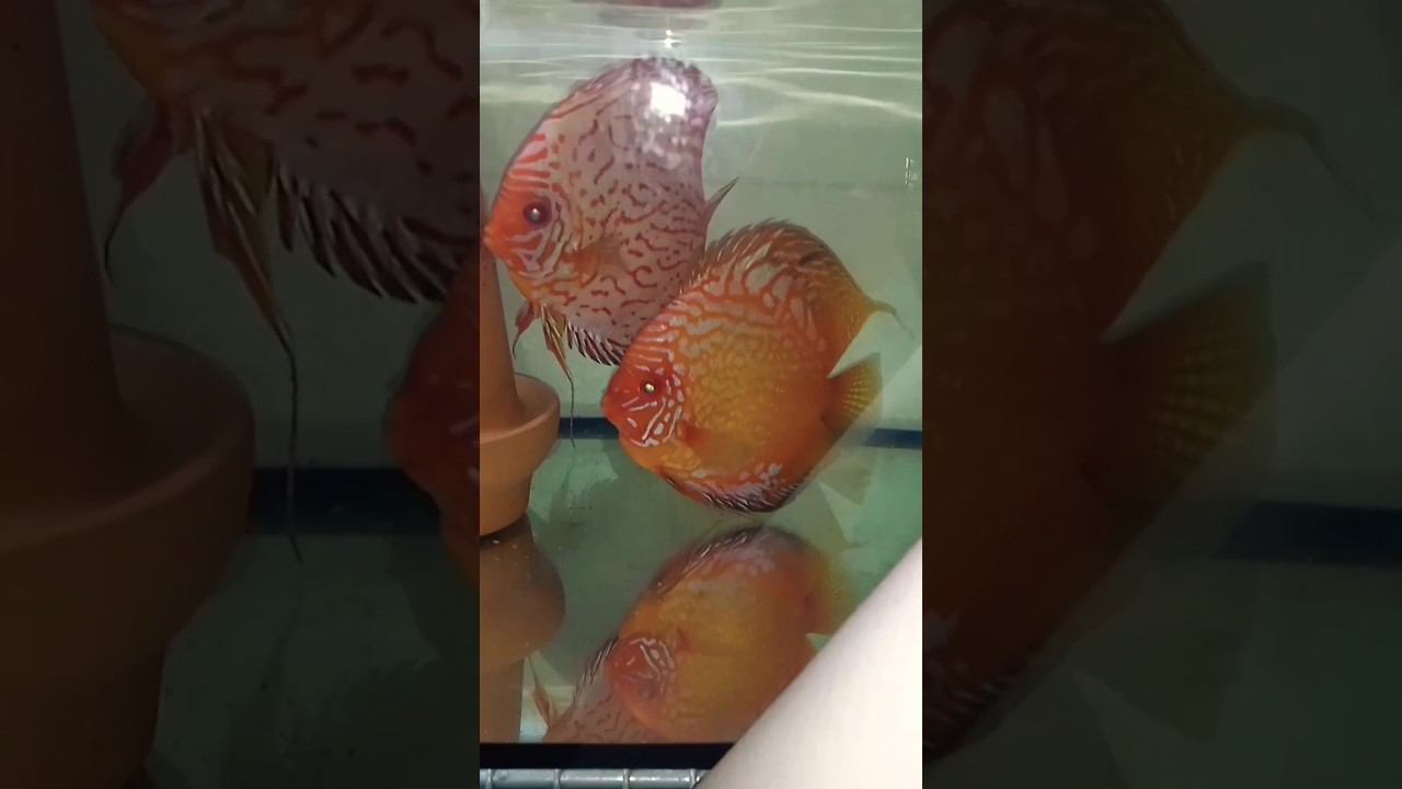 Дискусы Пиджен вылупилась личинка #aquarium #аквариумныерыбки #discus #дискусы #аквариум смотреть онлайн
