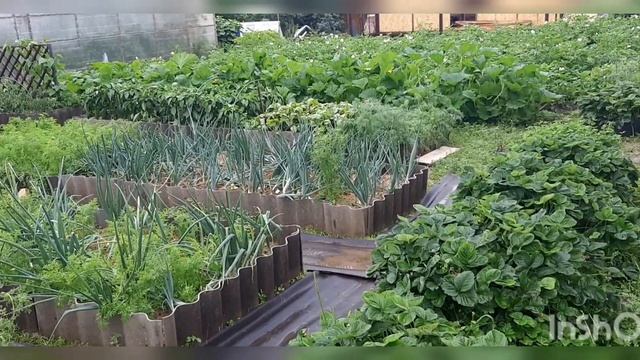 Гуси плавают на клумбе. Режу башкирских уток. смотреть онлайн