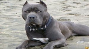 ОПАСНЫЙ БОЕЦ ИЛИ ВЕРНЫЙ ДРУГ? АМЕРИКАНСКИЙ БАНДОГ!