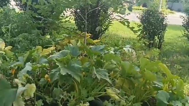 Харьков Салтовка 26 июля 2023 года Зарисовки смотреть онлайн