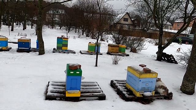 Продам пасеку пчёл #купитьпчёл #пчёлы #пасека смотреть онлайн