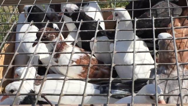 #Pigeons.Третий день тренировки тех же пищалок. смотреть онлайн