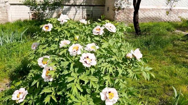 Любим ли мы жизнь?... смотреть онлайн