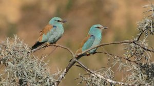 Птицы Крыма Часть 5.