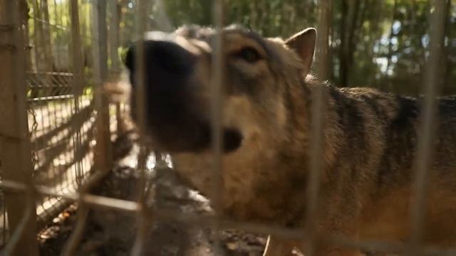 Мужчина спас умирающего волчонка. А когда он вырос, отблагодарил всю деревню! смотреть онлайн