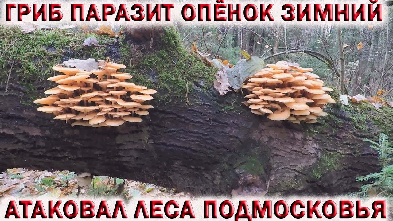 ❗ГРИБ ПАРАЗИТ ОПЁНОК ЗИМНИЙ МАССОВО АТАКОВАЛ ЛЕСА ПОДМОСКОВЬЯ. ?Грибы 2022 смотреть онлайн