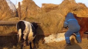Морозы замёрз трактор раздаю сено коровам в ручную Бажениты