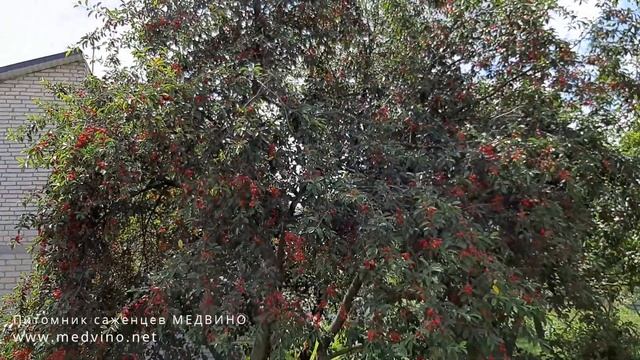 Вишня стекловидная смотреть онлайн