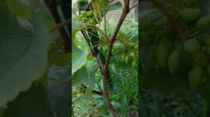 Серая гниль на винограднике. Сорт Красень