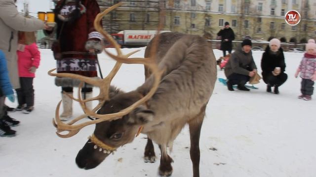 СЕВЕРОДВИНСК отпраздновал МАСЛЕНИЦУ катанием на ОЛЕНЯХ, ВЕРБЛЮДЕ и ЛОШАДЯХ смотреть онлайн