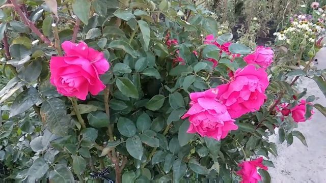 Розы. Очень красивое цветение роз в августе. Роза Венроза. Неизвестные розы. смотреть онлайн