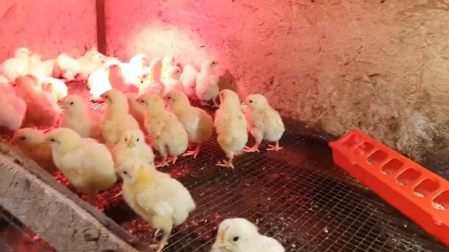 Купили землю. Планы на бройлеров и теплицы. Расходы на стройматериалы. смотреть онлайн