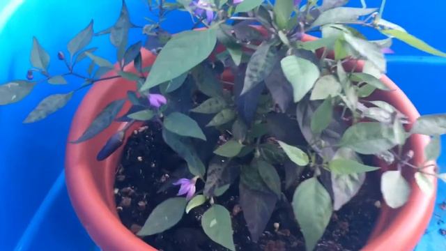 Выращивание острогов перца #7(Carolina Reaper) смотреть онлайн