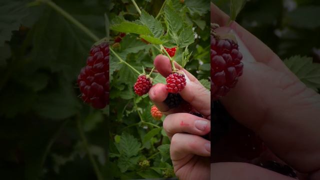 "Nature's Bounty Blooming Health Harnessing the Power of Edible Flowers and Nutrient Packed Frui смотреть онлайн