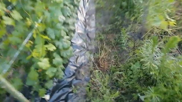 Йодоцид на винограднику. смотреть онлайн