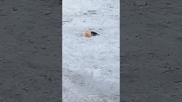 Воробей зимой голодный смотреть онлайн