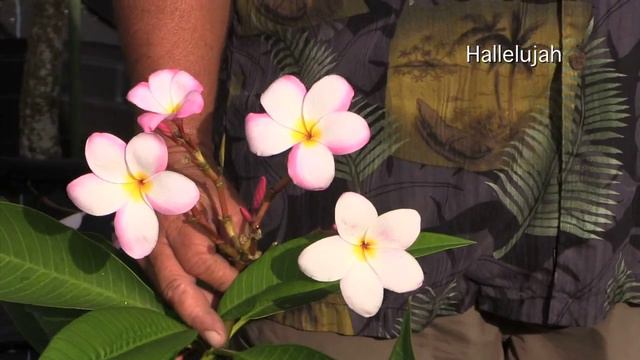 Sun Harbor Nursery - Paradise Garden Plumeria Tour смотреть онлайн