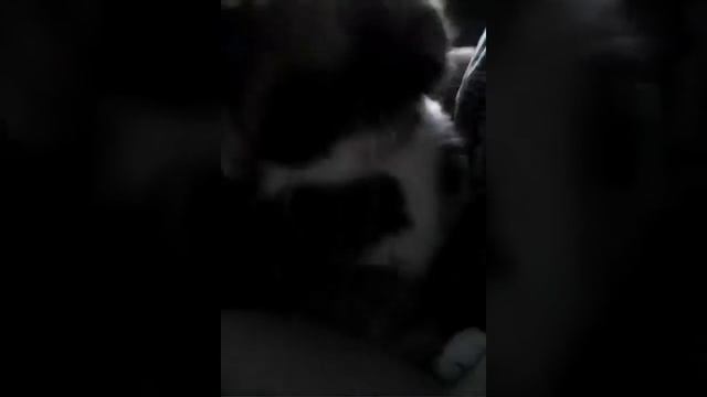 Кошка Поёт смотреть онлайн