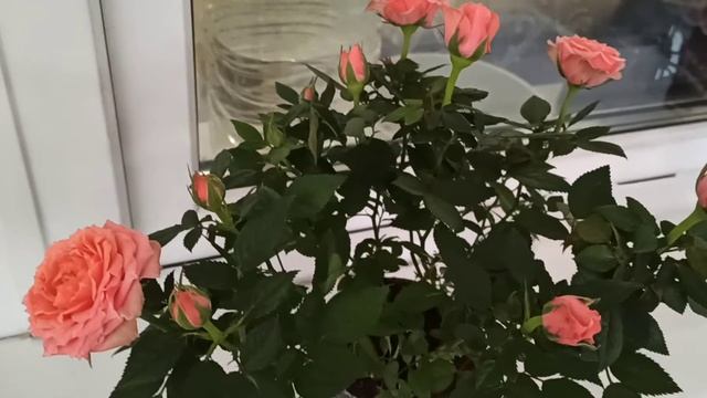 Поливаем розу кордана состояние на #3 день смотреть онлайн