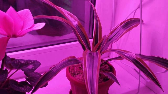 Как поживают мои цветочки..🌸Что нового за неделю..🌱🪴 смотреть онлайн