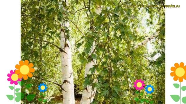 Береза повислая Лациниата. Краткий обзор, описание характеристик Betula Pendula Laciniata