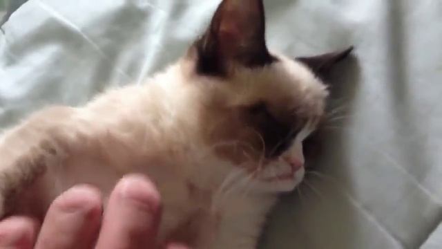 Кот похож на гизмо ;) Gizmo real смотреть онлайн