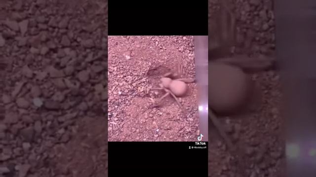 Вот почему НИКОГДА нельзя ходить босиком ? смотреть онлайн