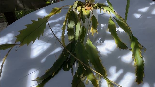 Lepismium Houlletianum Form Regnellii