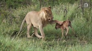 Если бы ЭТО не сняли на камеру, НИКТО не поверил БЫ! Животные спасают друг друга!