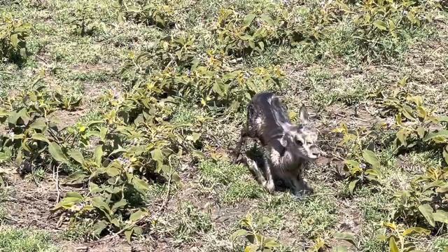 Baby Grant’s Gazelle’s first steps смотреть онлайн