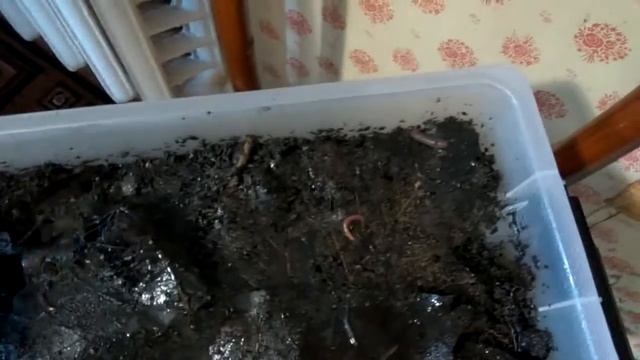 Хранение червей зимой в домашних условиях-часть2 смотреть онлайн