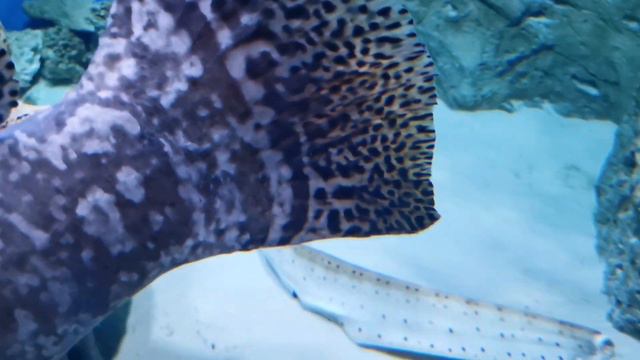 2 минуты наблюдения за рыбами в морском аквариуме заменяет час ныряния в море с аквалангом! #релакс смотреть онлайн