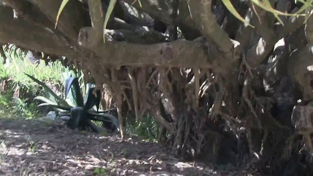 The Dragon Tree - Dracaena draco - a mysterious tree that oozes Dragon's Blood смотреть онлайн