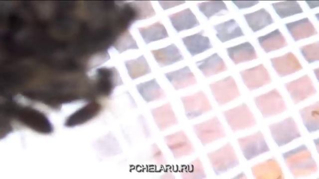 Зимовка пчел. Спасение матки. Осмотр нуклеусов в теплице. смотреть онлайн