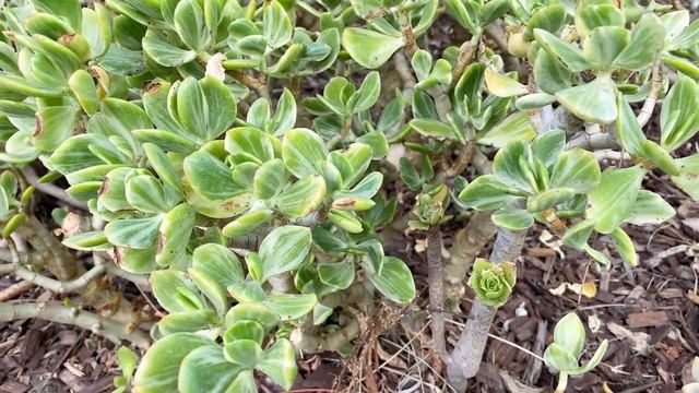 Crassula ovata 'Variegata' (Variegated Jade Plant) - is a slow growing, elegantly branched succulen смотреть онлайн