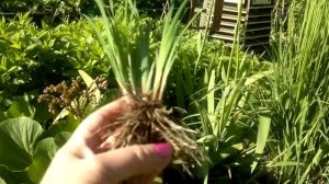 Ирис  сибирский размножение.