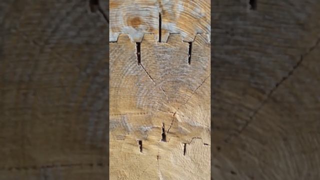 Biofa для торцов 3 года после нанесения Alfa диск для работы по дереву смотреть онлайн