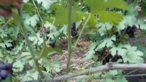 Сколько листьев  нужно оставлять для хорошего сахара и вкуса на кусту винограда при чеканке .